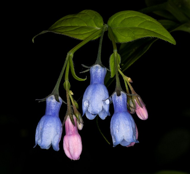 Mertensia bella 20-9900.jpg